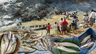 এক ডোবা সেঁচে ২০০ বোয়ালমাছ ধরা হলো!  | Village Fishing Vlog