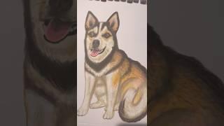 Siberian Husky Pet Portrait #petportraitartist #siberianhusky #husky #dogportrait #chien