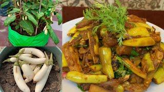 Harvesting Lots Of Organic White Brinjal For Cooking Delicious Brinjal Sabji Recipe/Masala Baingan