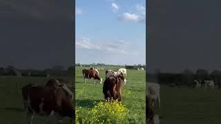 Yang di liat di Belanda … Sapi di pinggir jalan #sapi#cow#Belanda#landscape #netherlands#short