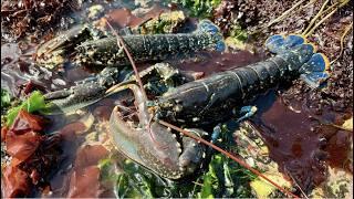 Coastal Foraging & Tide pools - Shoreline Forage for Lobster, Crab, Sea Creatures | The Fish Locker