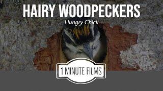 Hairy Woodpeckers Hungry Chick ~ 1 Minute Films