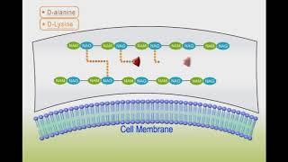 Antibacterial drugs animation: Vancomycin