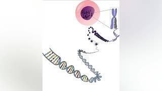 What is Extrachromosomal DNA?