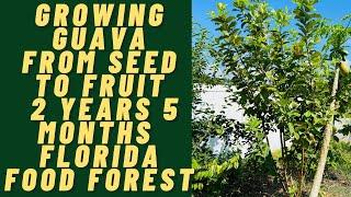 GROWING GUAVA FROM SEED TO FRUIT 2 YEARS 5 MONTHS | Florida Food Forest