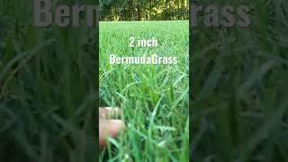 The lower the GREENER // Bermuda Grass