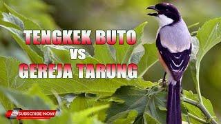 MASTERAN CENDET FULL KASARAN TENGKEK BUTO VS GREJA TARUNG SIAP JADI JUARA