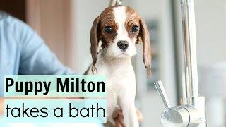 Puppy Milton Takes a Bath | Cute Cavalier King Charles Spaniel Dog