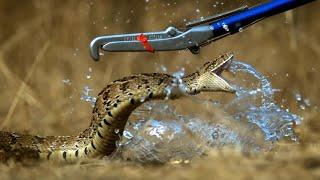 Puff Adder Attack in Slow Motion | Deadly 60 Series 3 | BBC Earth