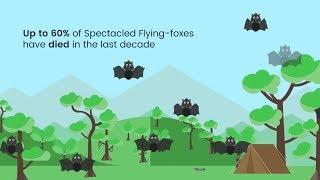 the spectacled flying-fox needs our help