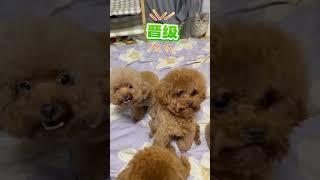 Catch game #toypoddle #dogs #cute
