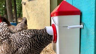 We got a new FEEDER and WATERER! RentACoop port feeder and waterer combo REVIEW.