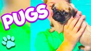 Cutest and Funniest Pug Dogs | #thatpetlife