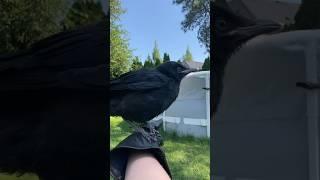 how to pick up a crow