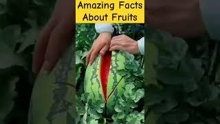 TOP 3 AMAZING FACTS ABOUT FRUITS #viralfacts