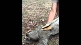 Brown trout three toed sloth rescued in Panama City