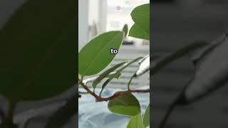 DIY Natural Bug Repellent Spray for Plants #ytshorts #garden #farming101 #youtubeshorts #gardening