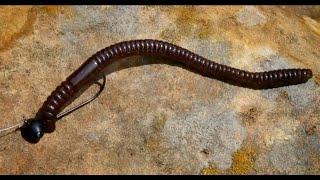 The Ultimate Finesse Fishing Worm: Bassmunitions Trip Worm | MysteryTackleBox