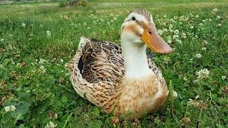 Meet Ginger, my Silver Appleyard Duck