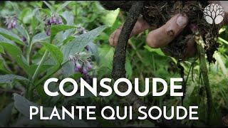 La consoude consolide et cicatrise les tissus, peau, muscles, os...