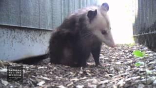 Opossum Grooming Outside Den At NHMLA