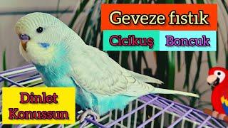 Konuşan muhabbet kuşları | papağan ve renkli kuşlar | lovebirds | bird videos |#muhabbetkuşu 