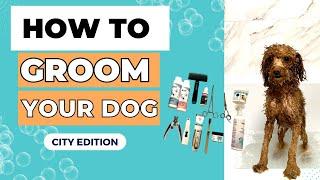 HOW I GROOM MY POODLE IN AN APARTMENT