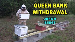 Using a banked queen to restore hive five, S5E67 #beekeeping