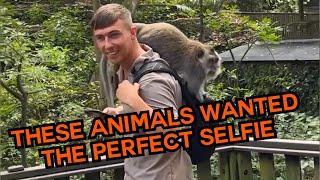 These Animals Wanted The Perfect Selfie!  #compilation | PAWSOME PETS