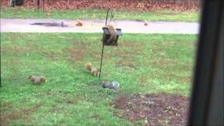 nine squirrels.wmv