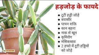 Benefits of harjor plant #For our Body #||Terrace gardening with Tamanna#my