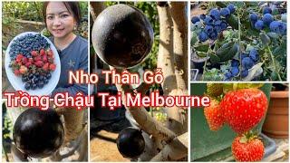 Hái nho thân gổ sau 10 năm chờ đợi, hái việt quất, dâu tây/Picking Jaboticaba, strawberry, blueberry