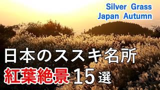 15 Spectacular views of Silver Grass !  / Beautiful Scenery of Japan [ 4K ]