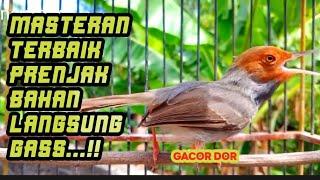 masteran prenjak kepala merah gacor sangat ampuh buat isian semua burung berkicau