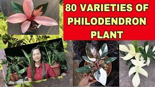 80 VARIETIES OF PHILODENDRON PLANTS + IDENTIFICATION OF PHILODENDRON PLANTS #philodendron #varieties