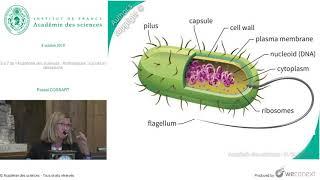 [Conférence] P. COSSART - 5 à 7 de l’Académie des sciences : Antibiotiques : succès et décept