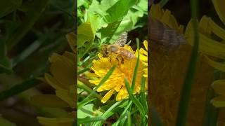 THIS BEE IS ON A MISSION  | Nature’s Tiny Worker in Action! #bee #bees #shorts #nature #relaxing