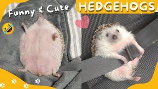  Funny and Cute Hedgehog Videos Compilation #4