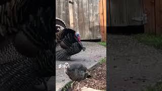 A male turkey starts to sing and dance after he saw a beautiful female turkey.