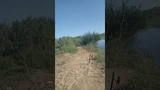 Рыбалка в Узбекистане Арнасай #fishing #baliqovi #рыбалка #carpfishing #узбекистан #fish #carp