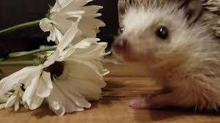 Ever Wondered What a Hedgehog Sounds Like?