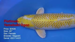 May Koi Pick - Stunning 29" Platinum Yamabuki Ogon