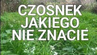 Odpowiedniki czosnku niedźwiedziego i podagrycznika: czosnek trójkątny i pietruszka aleksandryjska
