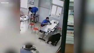 A wild boar rampaged through factory cafeteria in E China's Jiaxing, causing a stir.