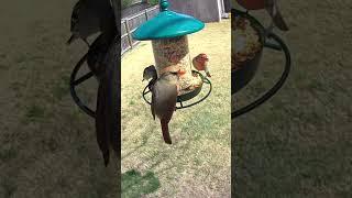 Lady in Red: Female Cardinal’s Feeding Time #shorts #cardinal