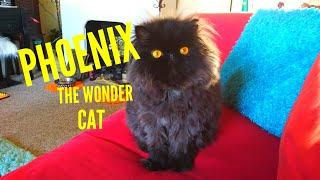 Phoenix the Wonder Cat!