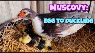 Muscovy Egg to Duckling| Muscovy Duck| Egg to Duckling| Duckling| Village Farm| Andhra Pradesh