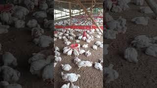 27 day's chicken #poultryfarming #chicken #poultrybusiness #poultry #shorts