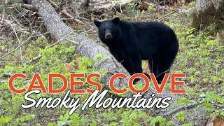 Discovering The Beauty Of Cade's Cove In The Smoky Mountain National Park