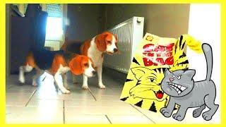 Cute Dogs Pranked by CAT in a BAG! Cute Beagles Louie & Puppy Marie